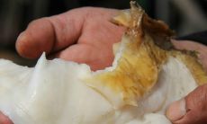 太岁到底是什么？它是一个活生生的存在吗？我们该如何理解太岁的形成和作用？