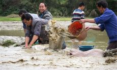 周公解梦大全查询: 梦见捉鱼的意义和解释——让您了解潜意识所传递的信息