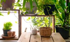 如何浇水和施肥能让招财树茁壮成长？