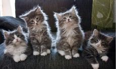 在梦中我养了一只猫和一只狗，其中猫居然在我眼前产下了一只小猫！