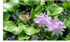 在客厅摆放水葫芦来招财，这是否是一种有效的风水布局呢？有哪些其它值得注意的风水摆放方式能够带来好运呢？