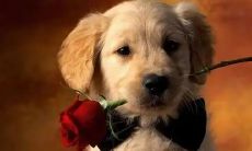 2023年立春日属狗之人是否应该考虑避开某些事情，并且在这一年里适合盖房子吗？