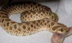 属鼠取名大全大忌：不可使用的字词与命名技巧