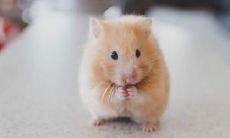 属鼠男孩取名禁忌与宜用字，如何避免不吉利的名字？