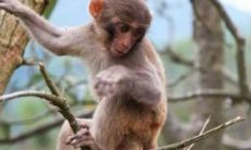 1967年出生属猴的人，根据五行学说，他们的五行属于哪种命格？同样地，对于1968年属猴的人来说，他们的五行命格又是属于哪种类型呢？