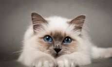 做梦梦见猫无休止攻击自己的含义是什么？