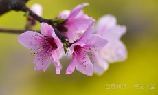 庚子年生人的八字如何预测何时会迎来盛开繁华的桃花运？