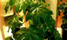 如何养护和保养八方招财树：详细的招财树养护指南