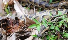 女性做梦中重复出现的多条大蛇：解读与心理分析