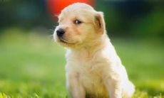 女人经常梦见蛇，有没有好听的名字适合给她的狗呢？