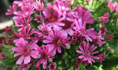 属兔人适合养哪些植物以增加财运并积聚财富？