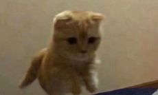 探讨双鱼座女孩的最佳星座匹配：她们应该与哪些星座的男生组成完美匹配？