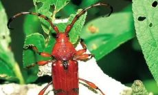 太极贵人在日柱和时柱中的象征意义是什么？