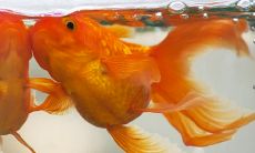 梦见自己用手抓到鱼，周公解梦揭示其背后的深刻含义！