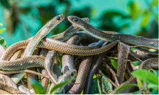 女性做梦中出现大量蛇象征什么意义？根据周公解梦，女人梦到雪白身影的蛇是什么预兆？