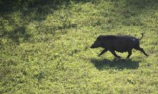 属猪的男孩出生吉日吉时：探寻属猪人出生的最佳时辰