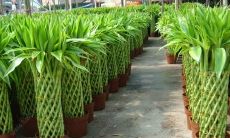 水养富贵竹禁忌知多少？揭秘富贵竹的风水误区及最旺财势的种植方法！