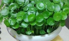 铜钱草摆放位置指南：在家中哪个角落放置最招财？