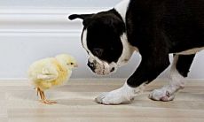 能否克服星座限制？探究属鸡和属狗在感情关系中的可能性