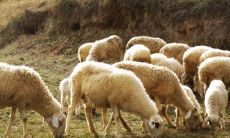 探讨91年属羊在2023年婚姻生涯中可能面临的终极归宿和最后结婚日期