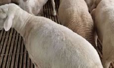 属狗之狗年终于迎来转运：2023年的婚姻展望与机遇分析