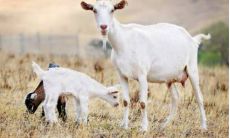 介绍一下1991年出生的属相，其中以双鱼座为代表的渣男尤其引人注目