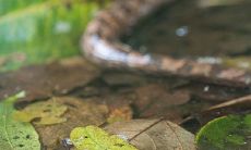 属蛇和属马的婚姻是否适宜？考虑两者之间的性格和相处方式