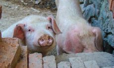 周公解梦：探寻梦中猪在水中的深层含义