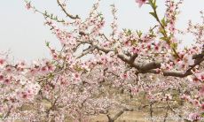 女人一生中七年桃花运，如何抓住机遇实现自我价值？