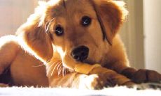 十二生肖中哪个代表狗？在十二生肖中哪个生肖的幸运程度最高？