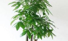 在办公室中摆放最具旺盛风水效果的植物——老板办公桌正确的风水布局图解