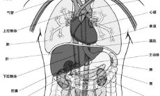 小肠作为人体五脏之一，属于哪一个五行属性？