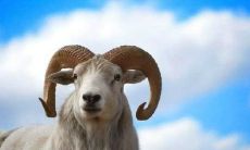 揭秘白羊座男生性格，100%准确预测他们的行为方式和情感需求；同时，深度探究白羊女的爱情性格，让你了解她们在恋爱中的特质和态度！