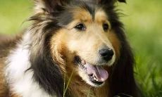 一些的标题：解析梦境：做梦梦到被大量狂暴的犬只追咬的含义及象征意义