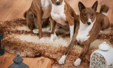 属兔的人在属虎年里，会有怎样的命运和运势？