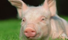 在福缘殿查询，你可以了解今天哪些生肖存在相冲现象