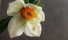 身体虚弱的人走忌神大运并带着桃花运势是否有益？