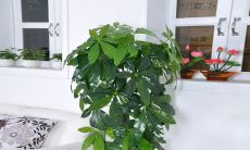 属鼠的金钱树适合放置在卧室吗？ - 如何在家中安排属鼠的金钱树？