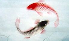 探究双鱼图的象征意义和风水含义是什么？