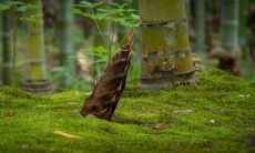 羊肝占卜是一种地区性的疾病诊断和疗效预测方法，被何种文化区域的人所采用（探索占卜技艺与文化传承的连结）