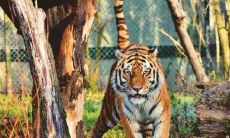 认识你的本命年: 探寻48岁属虎人的命运、建议女性属虎穿戴之道