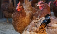 1981年出生的属鸡人的运程如何，财运是否亮眼？