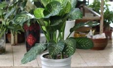 如何选择适合家中财位的养殖植物？客厅中哪些植物最有招财作用？