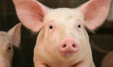 研究发现：属猪性格特点、脾气、优点和缺陷对男性的影响