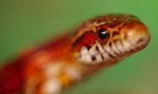 已婚女性做梦中的大蛇生小蛇，这意味着什么？探究女性梦中蛇的七种预兆，揭示内心深处的情感需求和潜意识信息