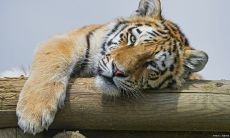 在哪个月份出生是最有利的，如果你的生肖是虎年？