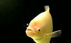 招财鱼的最佳水温探讨：30度是否适宜？另外，是否能将水温提高到32度？