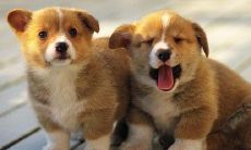 每日关注！属狗人的未来运势展望，看看明天会带来何种挑战与机遇