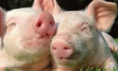 男性1995年属猪人在2023年的全面运势分析