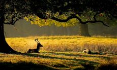 何时是双子座寿终正寝的年龄（双子座的托付年龄是多少）